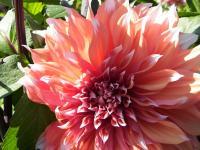 Flowers From Italy - Peach Dahlia - Cannon Xti